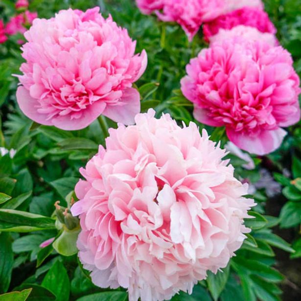 TRAJNICA VRTNA POTONIKA L14 CM