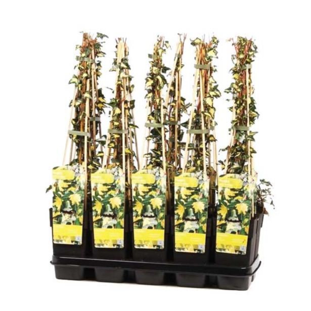 VZPENJALKA ZLATO ZELENI BRŠLJAN L15