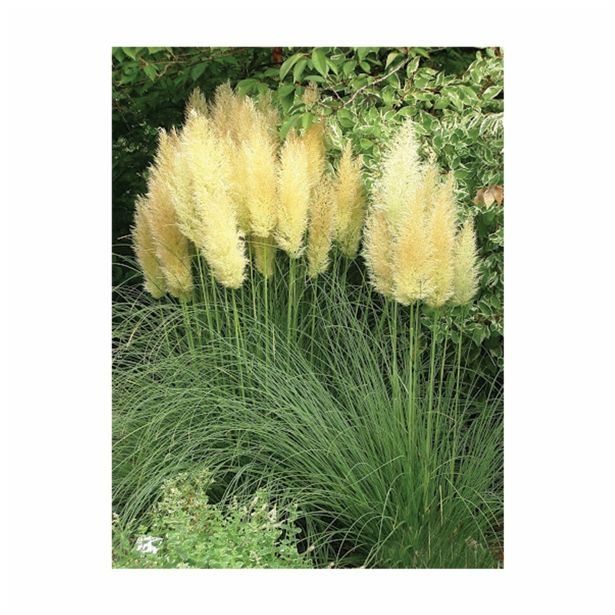 TRAVE PAMPAŠKA TRAVA L19 MIX SORT