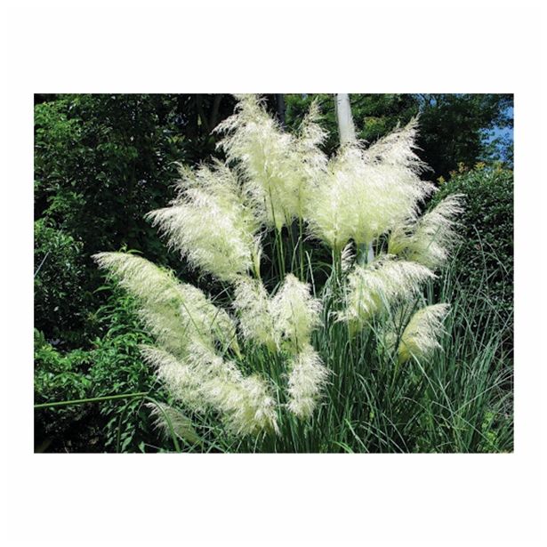 TRAVE PAMPAŠKA TRAVA L19 MIX SORT