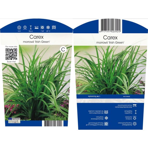 TRAVE JAPONSKI ŠAŠ IRISCH GREEN L11