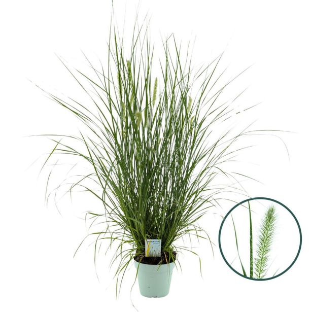 TRAVE PERJANKA HAMELN (PENNISETUM) L17 CM