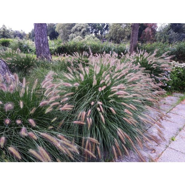 TRAVE PERJANKA HAMELN (PENNISETUM) L17 CM