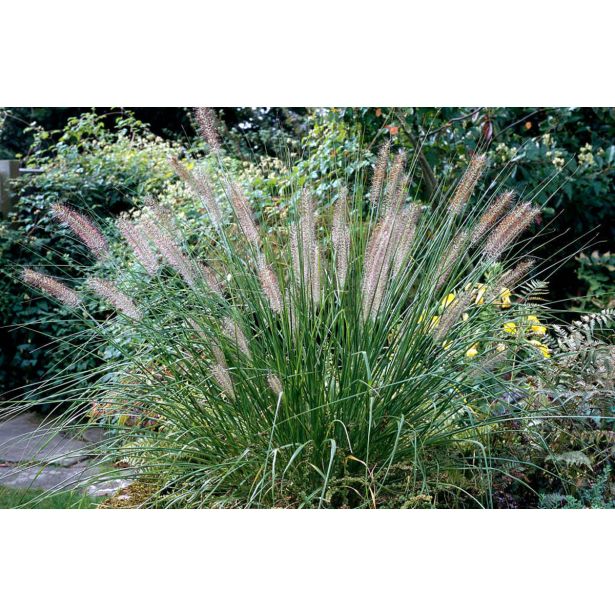 TRAVE PERJANKA HAMELN (PENNISETUM) L17 CM
