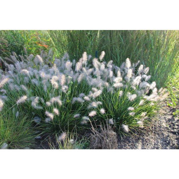 TRAVE PERJANKA LITTLE BUNNY (PENNISETUM) L17 CM