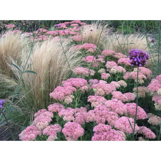 TRAVE STIPA TEN. PONYTAILS L11 CM