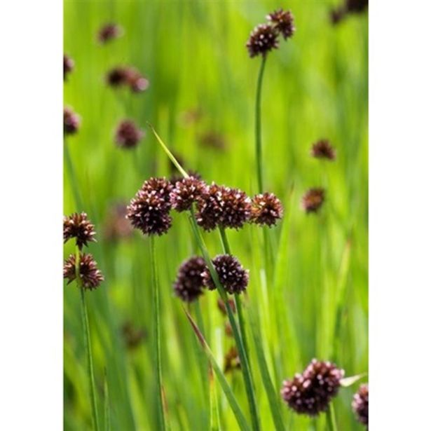 VODNE RASTLINE TRAVNOLISTNI LOČEK L 9