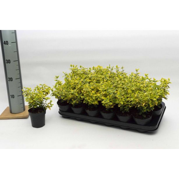 TRDOLESKA EMERALD N GOLD L9 CM