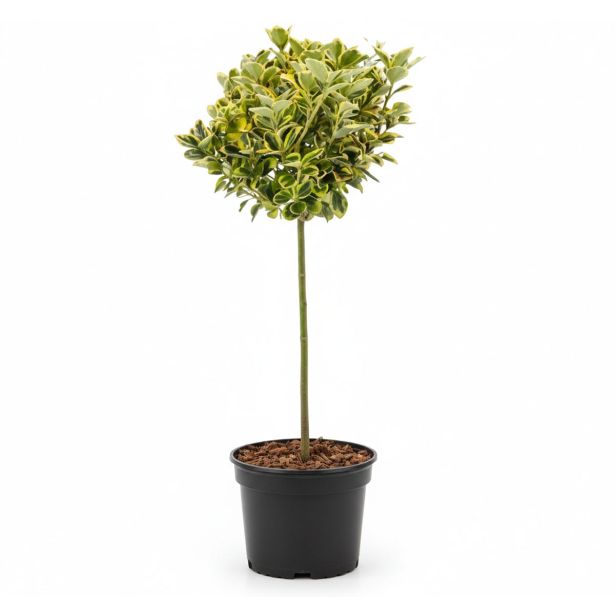 TRDOLESKA EMERALD 'N GOLD NA DEBLU 50 CM L3 L