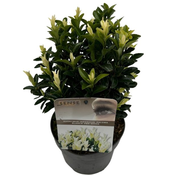 TRDOLESKA JAPONSKA L17