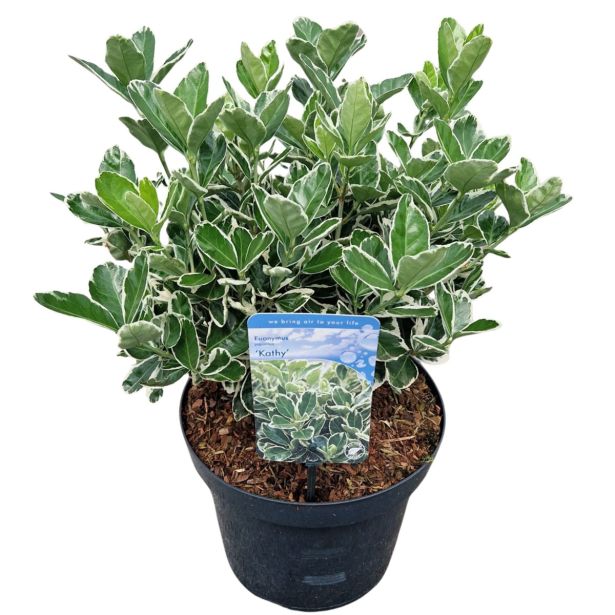 TRDOLESKA KATHY L13 CM