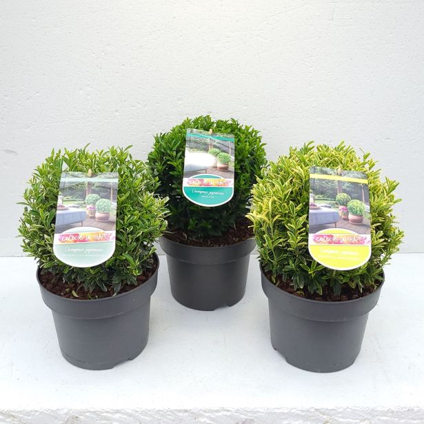 TRDOLESKA KROGLA L23 CM