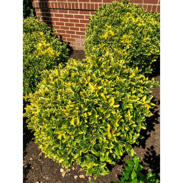 TRDOLESKA NAVADNA TRDOLESKA L 17