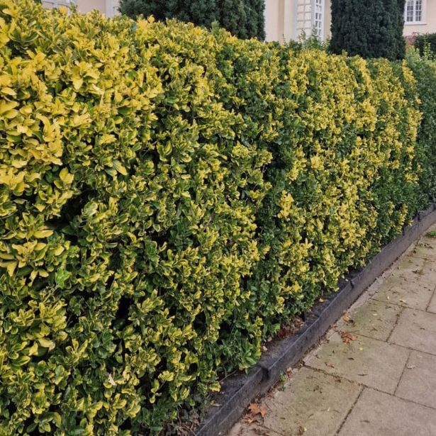 TRDOLESKA NAVADNA TRDOLESKA L 17