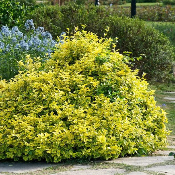 TRDOLESKA NAVADNA TRDOLESKA L 17