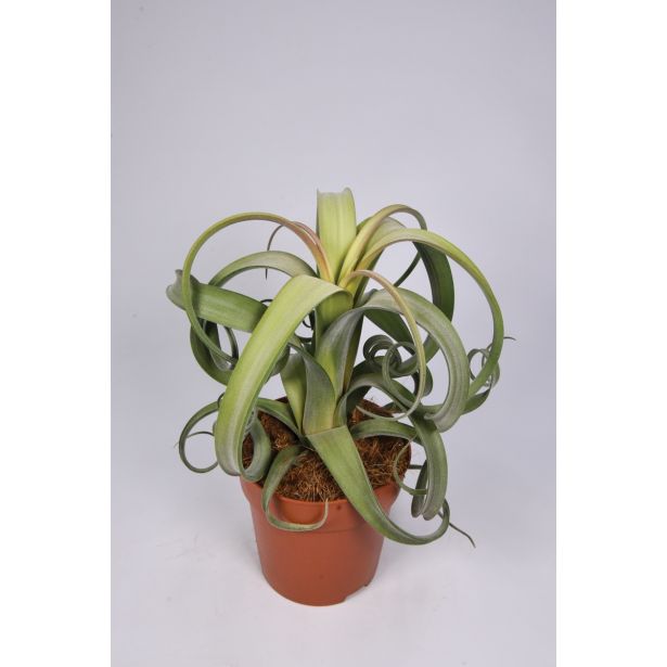 TILANCIJA CURLY SLIM L12