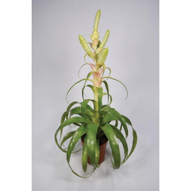 TILANCIJA SAMANTHA L12