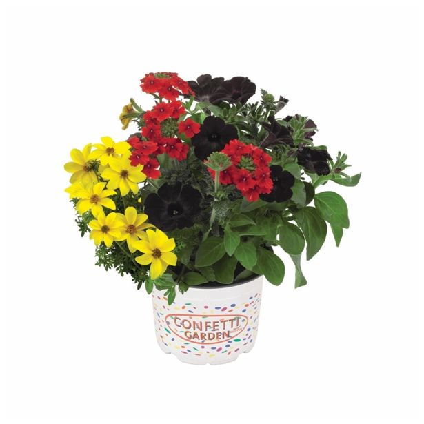 TRIO POMLADNIH RASTLIN L12 CM