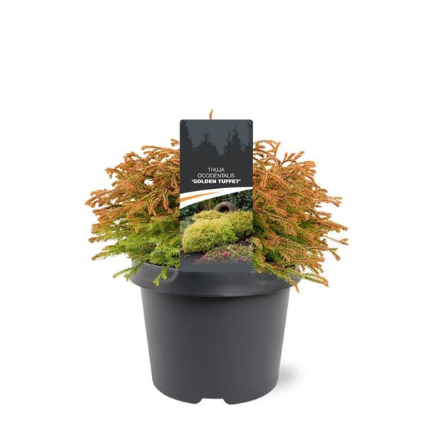 TUJA AMERIŠKI KLEK L19