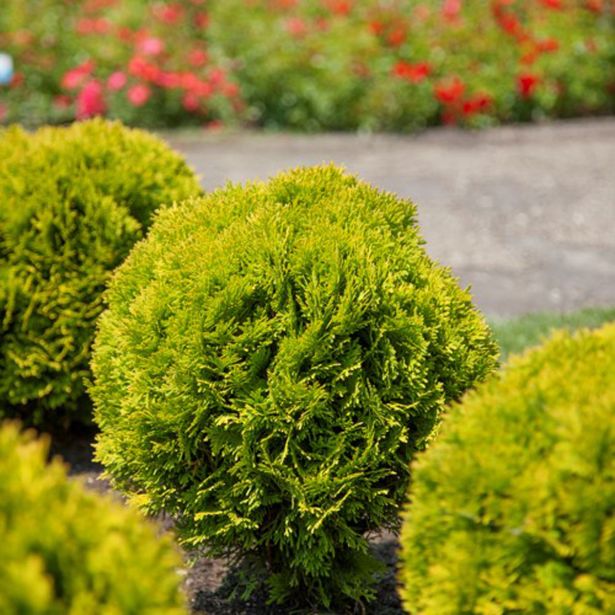 TUJA OCCIDENTALIS MIRJAM L3 L