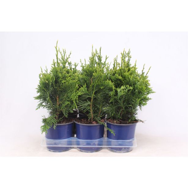 TUJA ORJAŠKI KLEK CAN-CAN L15