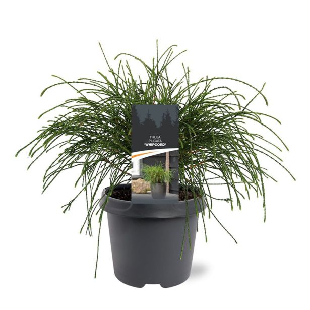 TUJA ORJAŠKI KLEK WHIPCORD
