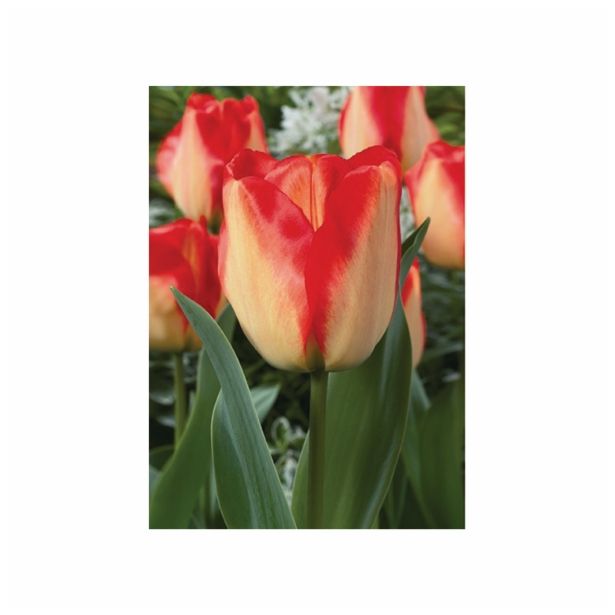 TULIPAN HOLLAND BULB MARKET DARWIN AMER. DREAM 11/12 10KOS