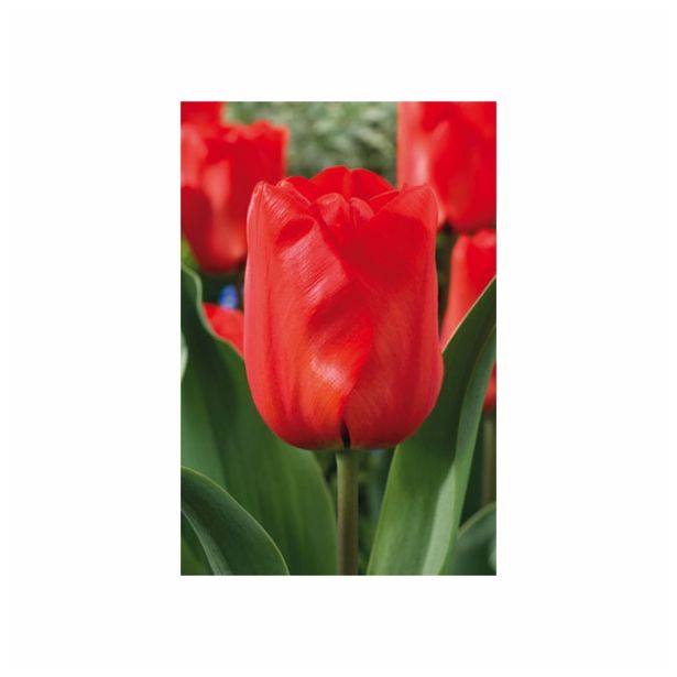 TULIPAN HOLLAND BULB MARKET DARWIN DARWIORANGE 11/12 10KOS