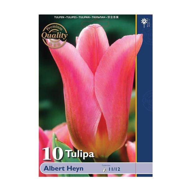 POMLADI CVETOČA ČEBULICA HOLLAND BULB MARKET TULIPAN FOSTERIANA ALBERT HEYN 11/12 10 KOS