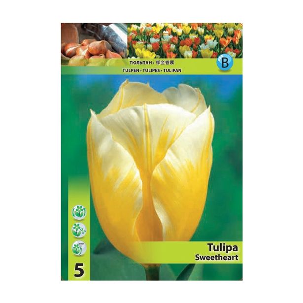 POMLADI CVETOČA ČEBULICA HOLLAND BULB MARKET TULIPAN FOSTERIANA SWEETHEART 11/12 5 KOS