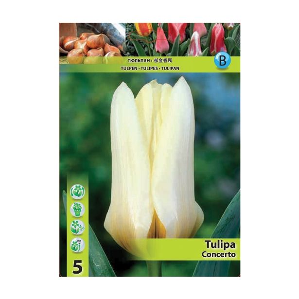 TULIPAN HOLLAND BULB MARKET GREIGII CONCERTO 11/12 5 KOS