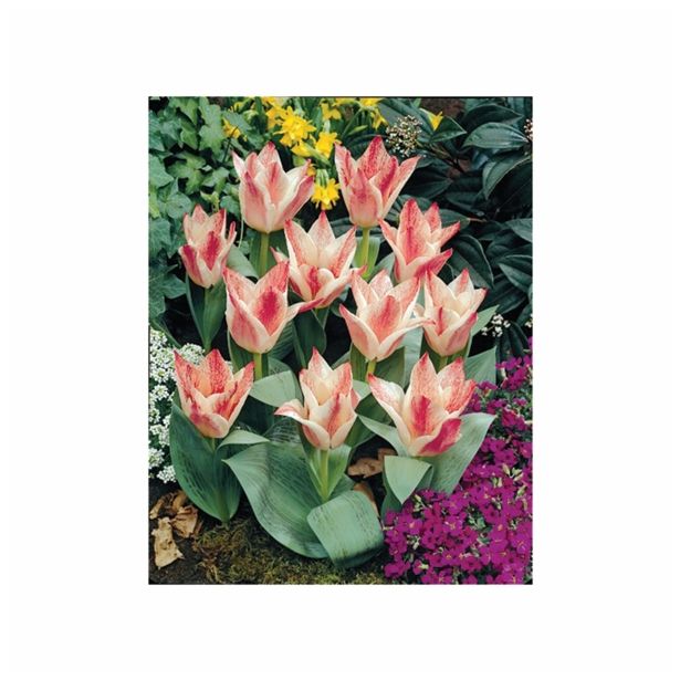 TULIPAN HOLLAND BULB MARKET GREIGII CZAAR PETER 11/12 10KOS