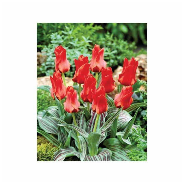 TULIPAN HOLLAND BULB MARKET GREIGII RED TORCH 11/12 10KOS
