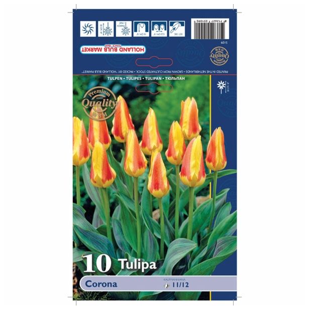 TULIPAN HOLLAND BULB MARKET KAUFMANIA CORONA 11/12 10KOS