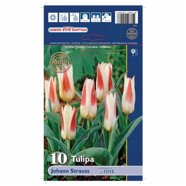 POMLADI CVETOČA ČEBULICA HOLLAND BULB MARKET TULIPAN KAUFMANIA JOHANN STRAUSS 11/12
