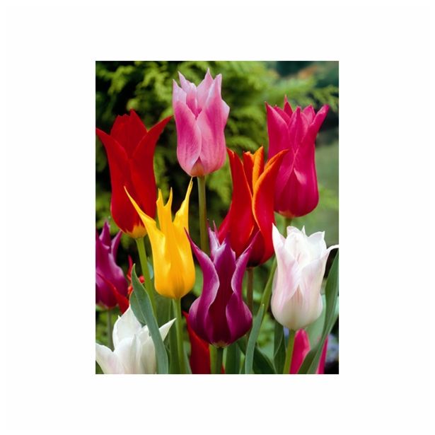 TULIPAN HOLLAND BULB MARKET LILIJSKI MIXED 11/12 10KOS