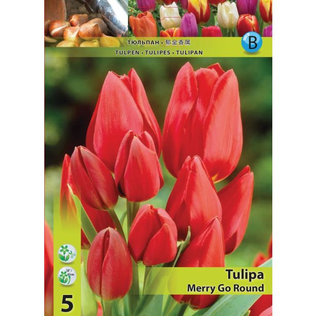 TULIPAN HOLLAND BULB MARKET MNOGOCVETNI MERRY GO ROUND