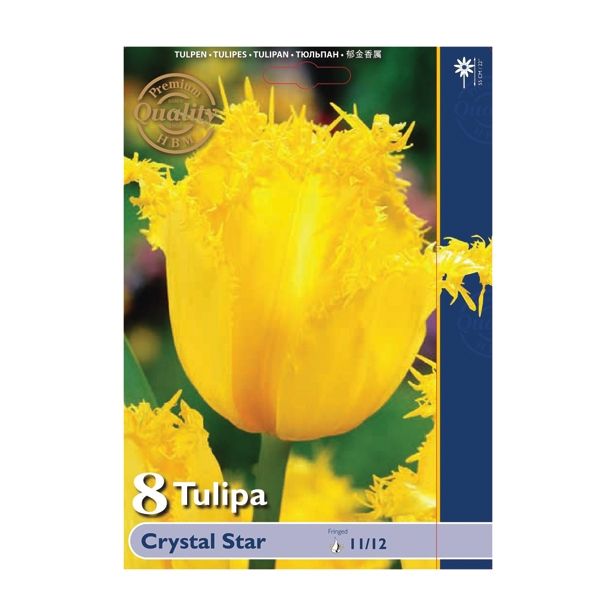 TULIPAN HOLLAND BULB MARKET NAZOBČAN CRYSTAL STAR 11/12 8 KOS