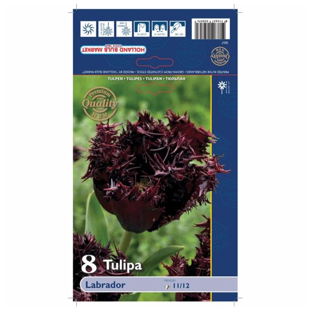 POMLADI CVETOČA ČEBULICA HOLLAND BULB MARKET TULIPAN NAZOBČAN LABRADOR 11/12 8KOS