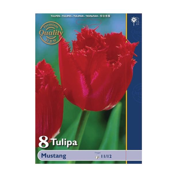 POMLADI CVETOČA ČEBULICA HOLLAND BULB MARKET TULIPAN NAZOBČAN MUSTANG 11/12 8 KOS