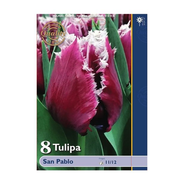 TULIPAN HOLLAND BULB MARKET NAZOBČAN SAN PABLO 11/12 8 KOS