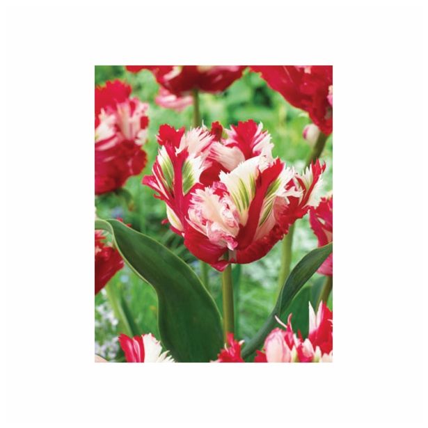 TULIPAN HOLLAND BULB MARKET PARROT ESTELLA RIJN. 11/12 8KOS