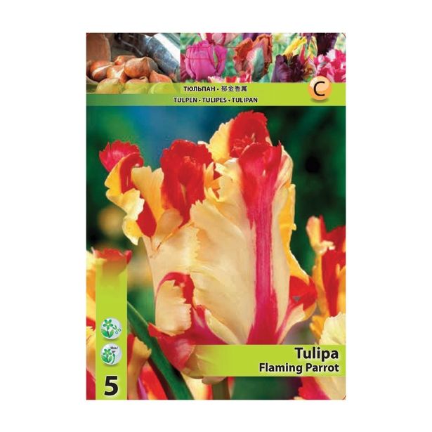 TULIPAN HOLLAND BULB MARKET PARROT FLAMING PARROT 11/12