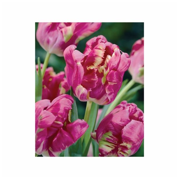 POMLADI CVETOČA ČEBULICA HOLLAND BULB MARKET TULIPAN PARROT RAI 11/12 8KOS