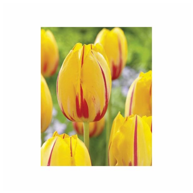 POMLADI CVETOČA ČEBULICA HOLLAND BULB MARKET TULIPAN POZEN LA COURTINE 11/12 10KOS