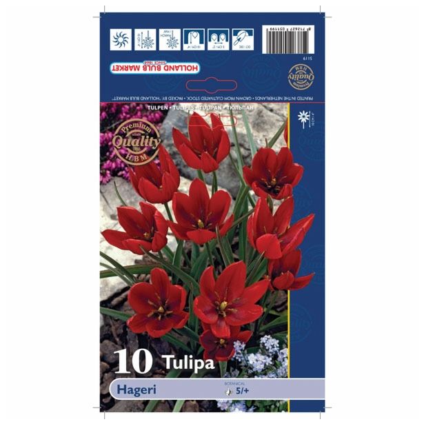 POMLADI CVETOČA ČEBULICA HOLLAND BULB MARKET TULIPAN SPECIES HAGERI 6/+ 10KOS