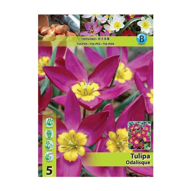 TULIPAN HOLLAND BULB MARKET SPECIES ODALISQUE 6/+ 5 KOS