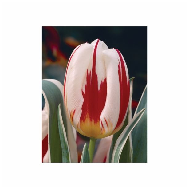 TULIPAN HOLLAND BULB MARKET THRIUMPH HAPPY GENER. 11/12 10KOS