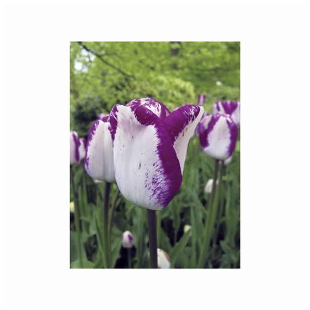 TULIPAN HOLLAND BULB MARKET THRIUMPH HOTPANTS 11/12 10KOS