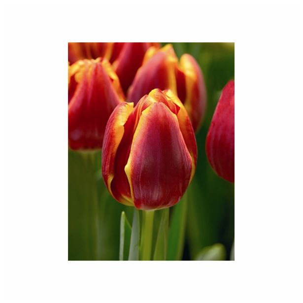 POMLADI CVETOČA ČEBULICA HOLLAND BULB MARKET TULIPAN THRIUMPH LAURA FYGI 11/12 10KOS